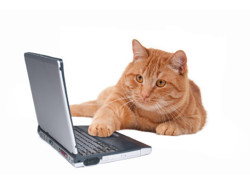 CatWorkingAtComputer