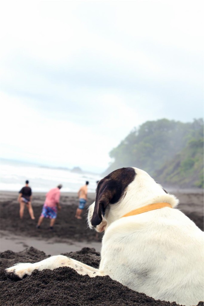 dog watching family