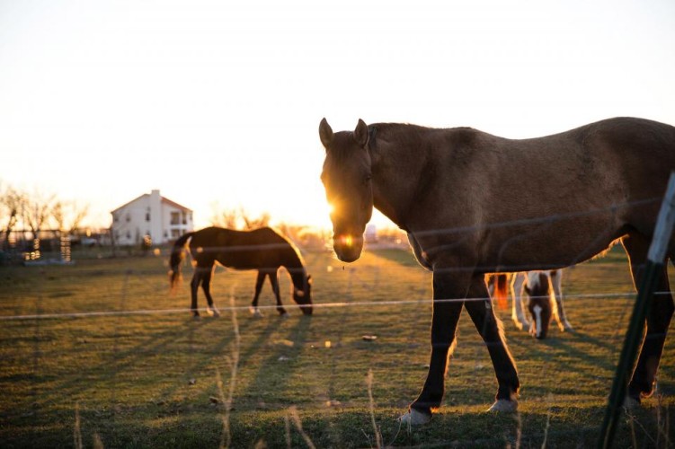 michael bay horses